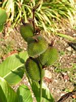 Canna Indica (fam Cannacees) (Am. tropicale) (3) (Photo F. Mrugala)